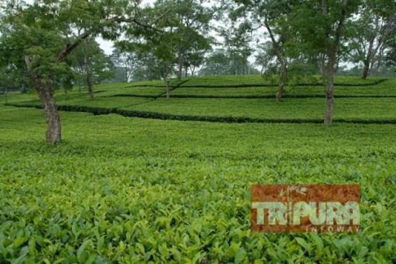 Out of 54 tea gardens in Tripura, 47 are now functional 